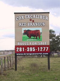 Cox Excalibur Red Brangus Sign at the Ranch