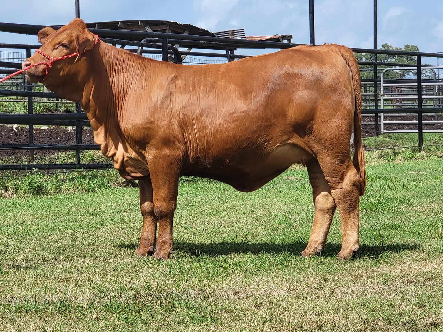 Red Brangus Cox Excalibur Brangus World Brangus Genetics