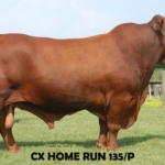 CX Home Run 135/P