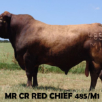CX Red Chief 485/M1